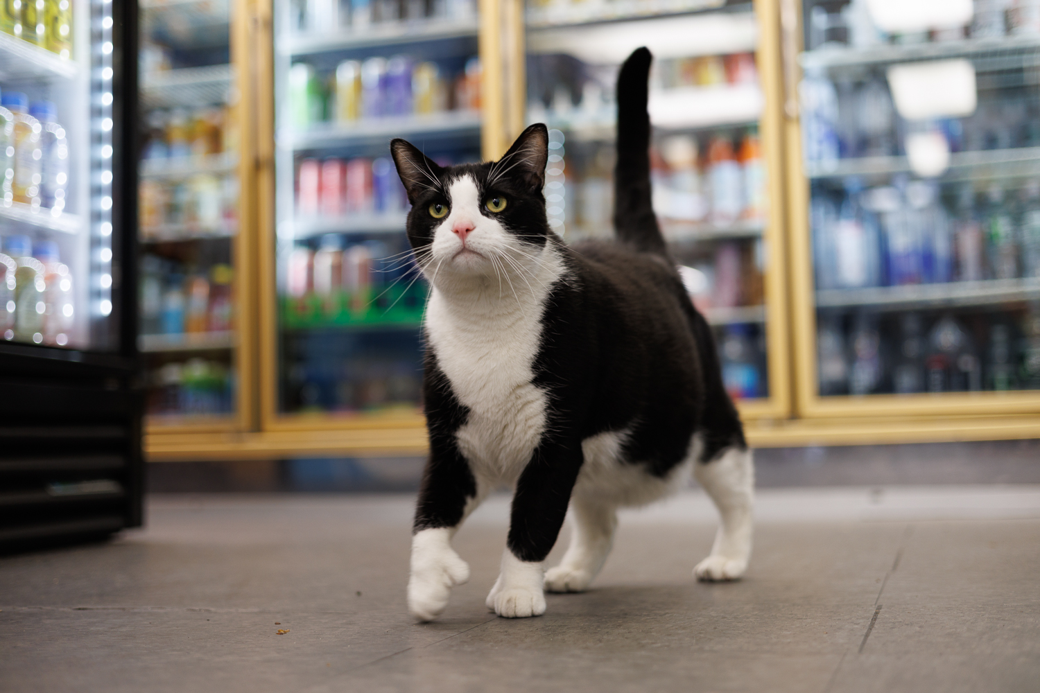 Oreo: The Cat with Thumbs